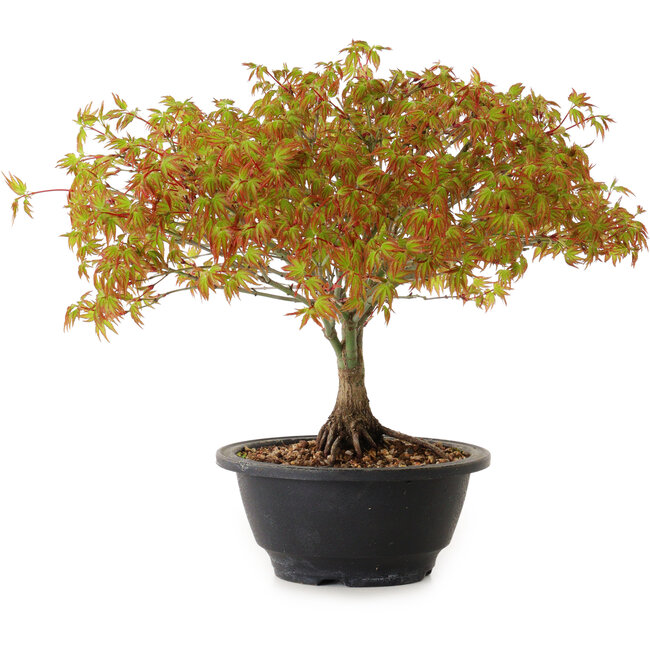 Acer palmatum Kiyohime, 23 cm, ± 8 años