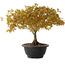 Acer palmatum Kiyohime, 23 cm, ± 8 años