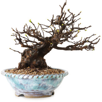 Pseudocydonia sinensis, 23 cm, ± 20 jaar oud