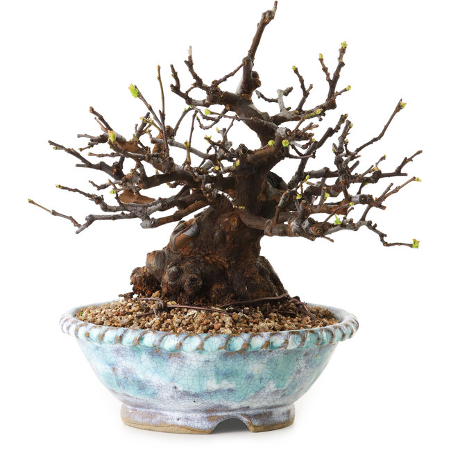 Pseudocydonia sinensis, 23 cm, ± 20 years old