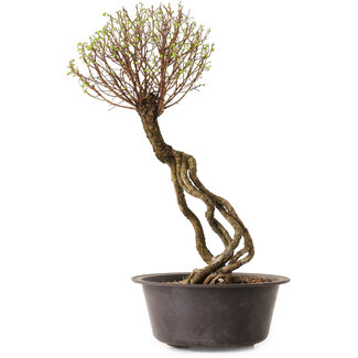 Ulmus parvifolia Nire, 48 cm, ± 12 jaar oud