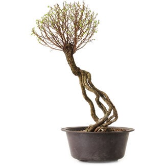 Ulmus parvifolia Nire, 48 cm, ± 12 Jahre alt