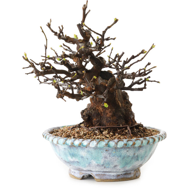 Pseudocydonia sinensis, 23 cm, ± 20 years old