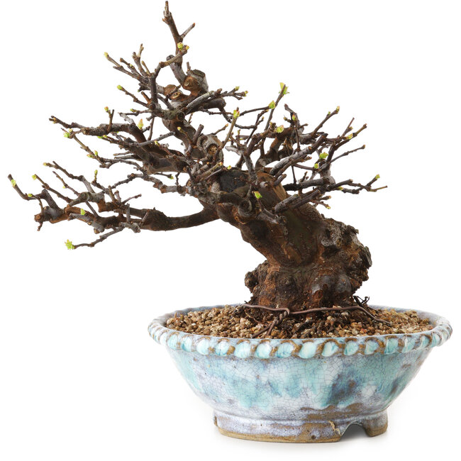 Pseudocydonia sinensis, 23 cm, ± 20 jaar oud