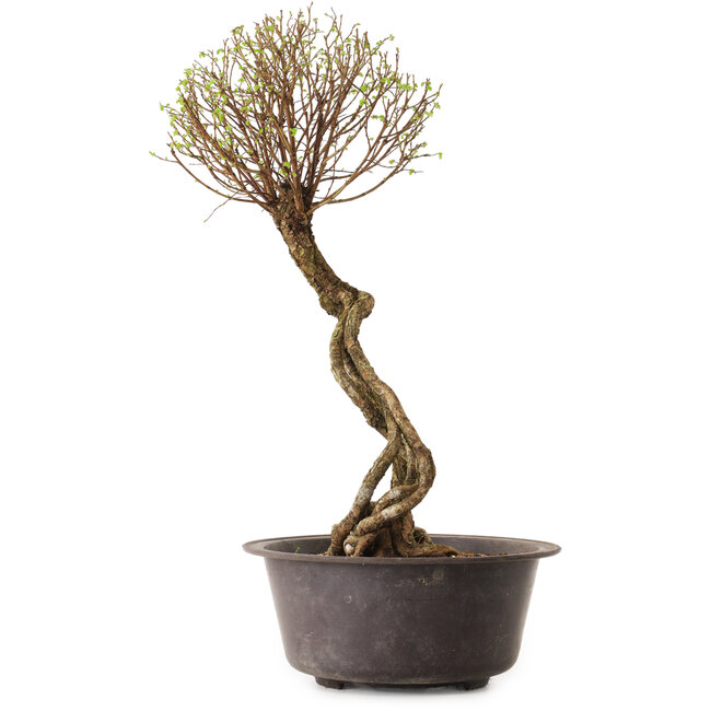 Ulmus parvifolia Nire, 48 cm, ± 12 jaar oud