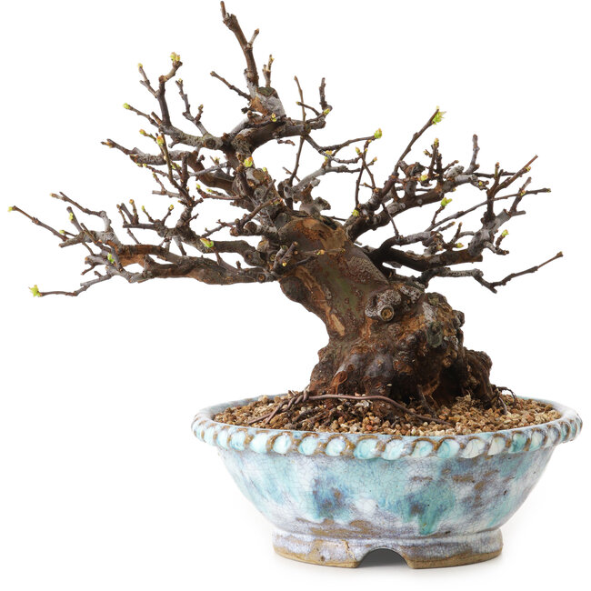 Pseudocydonia sinensis, 23 cm, ± 20 jaar oud