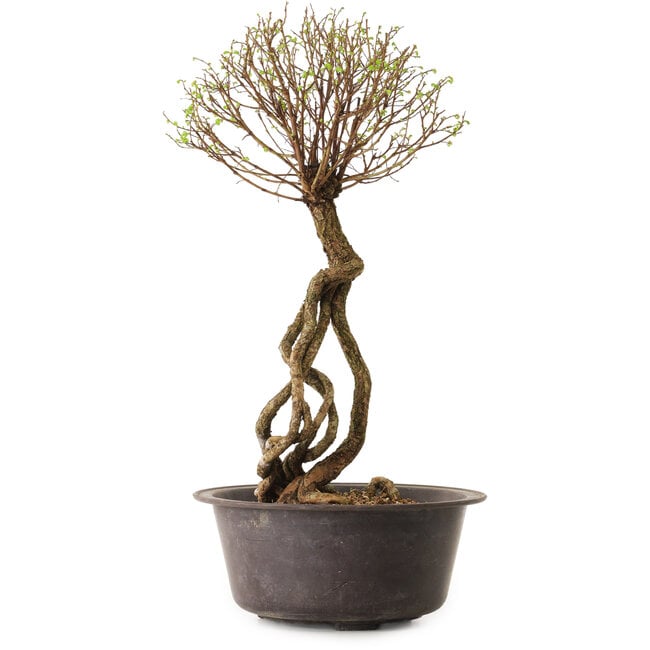 Ulmus parvifolia Nire, 48 cm, ± 12 ans