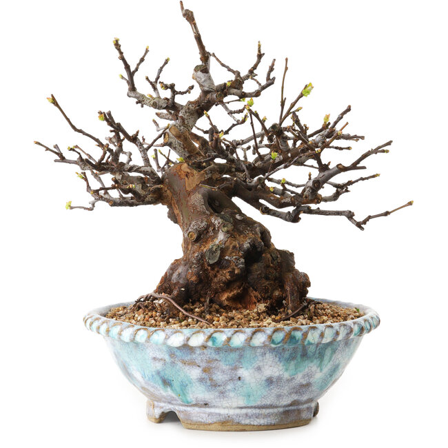 Pseudocydonia sinensis, 23 cm, ± 20 jaar oud