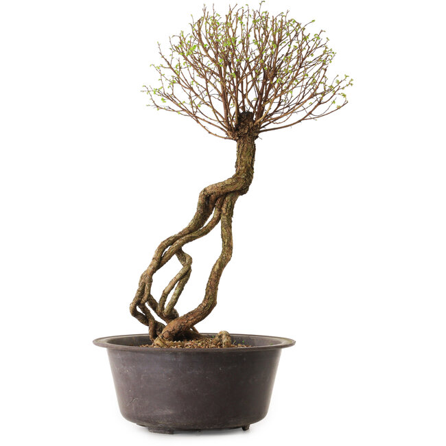 Ulmus parvifolia Nire, 48 cm, ± 12 years old