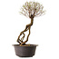 Ulmus parvifolia Nire, 48 cm, ± 12 anni