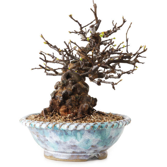 Pseudocydonia sinensis, 23 cm, ± 20 ans