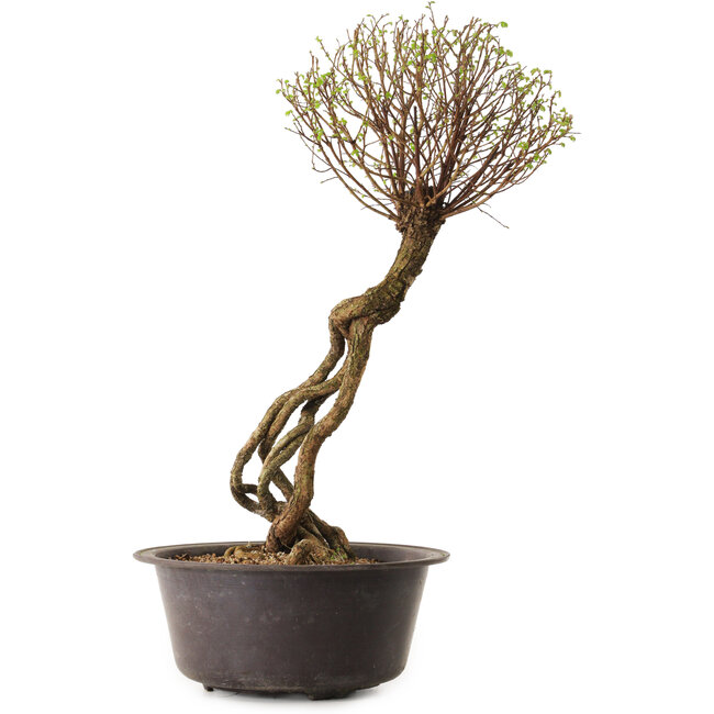 Ulmus parvifolia Nire, 48 cm, ± 12 ans