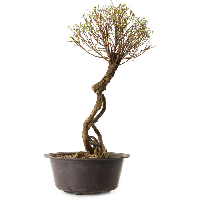 Ulmus parvifolia Nire, 48 cm, ± 12 ans