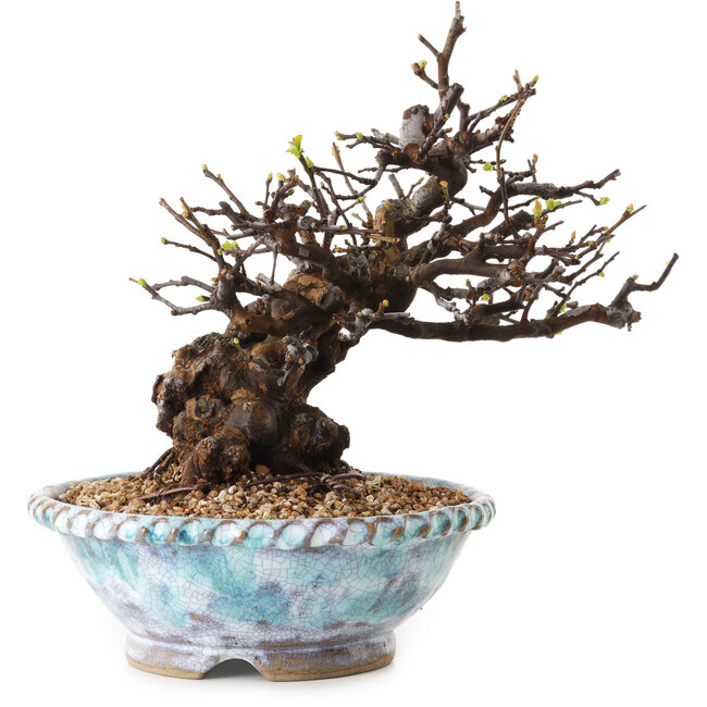 Pseudocydonia sinensis, 23 cm, ± 20 Jahre alt