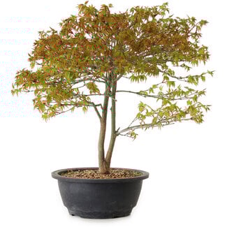 Acer palmatum Kiyohime, 29 cm, ± 8 ans