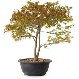 Acer palmatum Kiyohime, 29 cm, ± 8 jaar oud