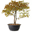 Acer palmatum Kiyohime, 29 cm, ± 8 anni