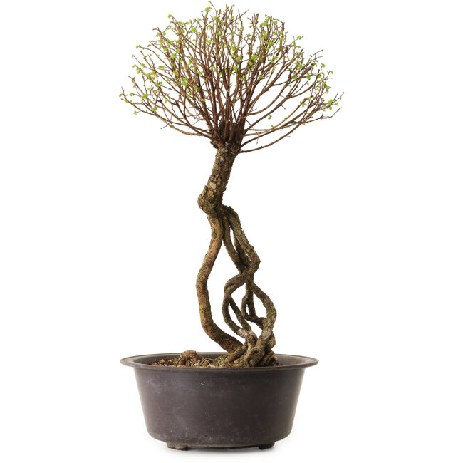 Ulmus parvifolia Nire, 48 cm, ± 12 años