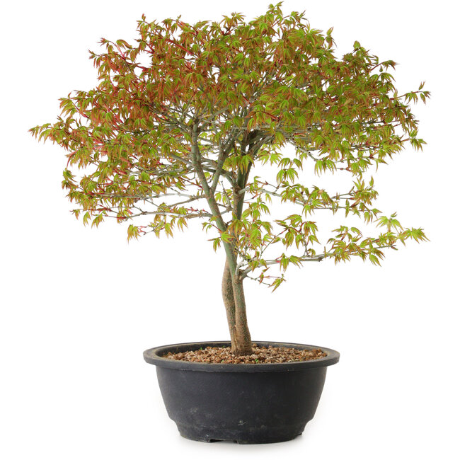 Acer palmatum Kiyohime, 29 cm, ± 8 Jahre alt