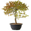 Acer palmatum Kiyohime, 29 cm, ± 8 Jahre alt