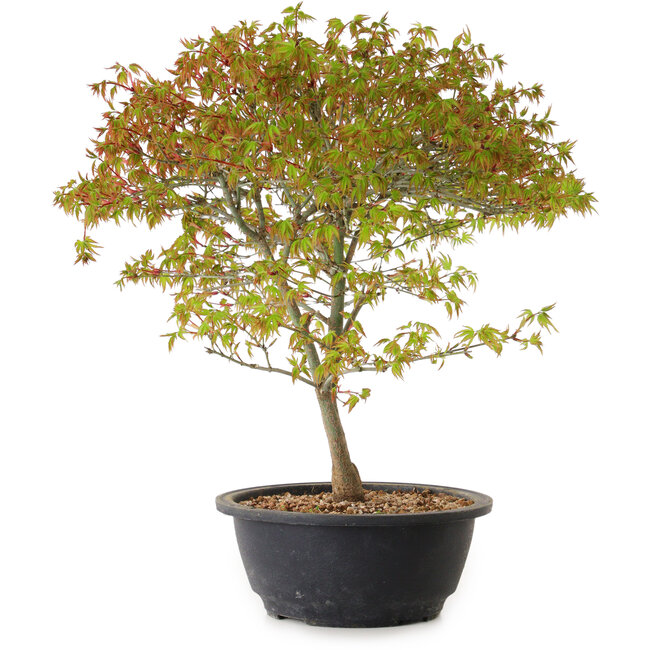 Acer palmatum Kiyohime, 29 cm, ± 8 anni