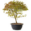 Acer palmatum Kiyohime, 29 cm, ± 8 años