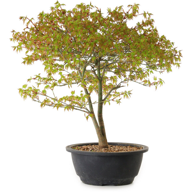 Acer palmatum Kiyohime, 29 cm, ± 8 anni