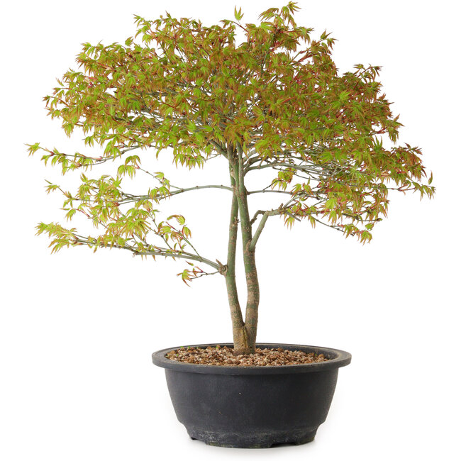 Acer palmatum Kiyohime, 29 cm, ± 8 jaar oud