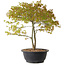 Acer palmatum Kiyohime, 29 cm, ± 8 años
