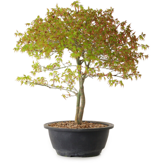 Acer palmatum Kiyohime, 29 cm, ± 8 años