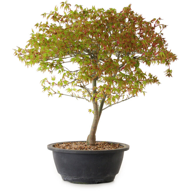 Acer palmatum Kiyohime, 29 cm, ± 8 años