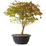 Acer palmatum Kiyohime, 29 cm, ± 8 Jahre alt