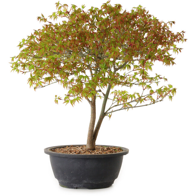 Acer palmatum Kiyohime, 29 cm, ± 8 Jahre alt