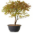 Acer palmatum Kiyohime, 29 cm, ± 8 jaar oud