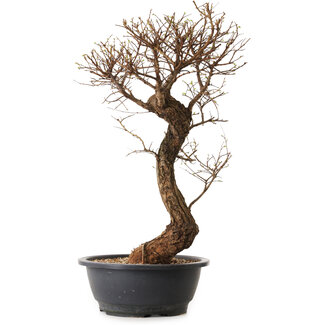 Ulmus parvifolia Nire, 48 cm, ± 12 años