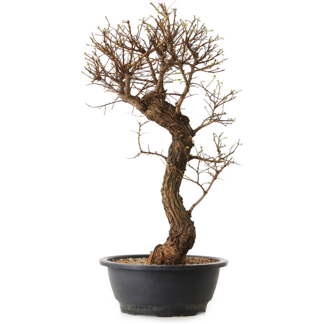 Ulmus parvifolia Nire, 48 cm, ± 12 anni