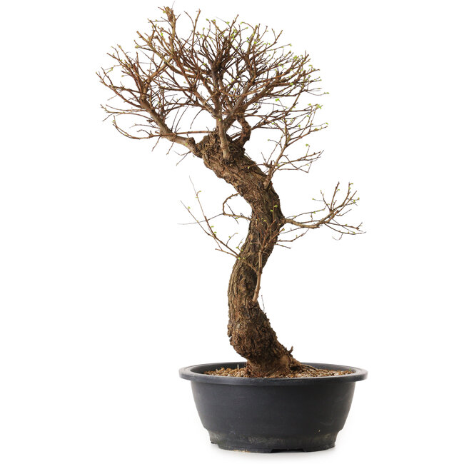 Ulmus parvifolia Nire, 48 cm, ± 12 anni