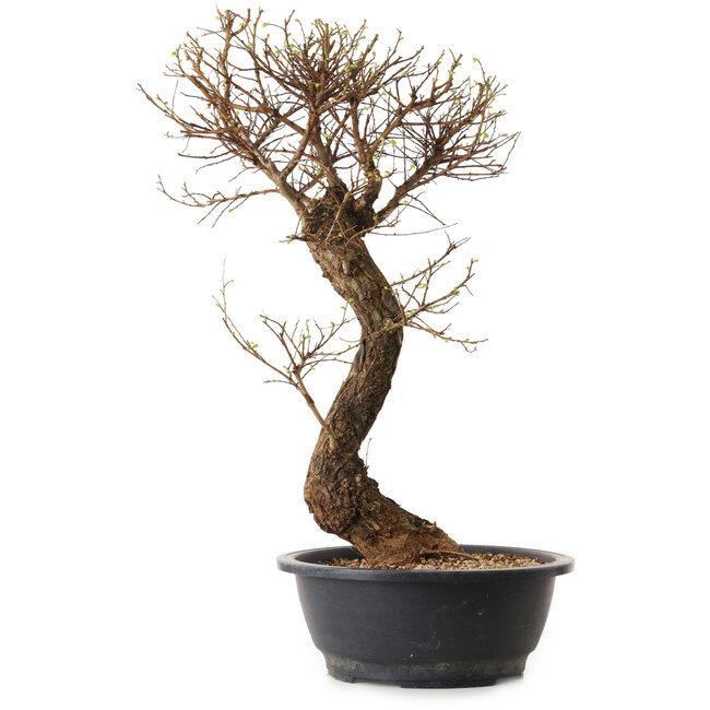 Ulmus parvifolia Nire, 48 cm, ± 12 ans