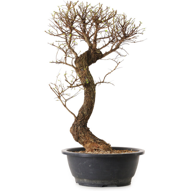 Ulmus parvifolia Nire, 48 cm, ± 12 jaar oud