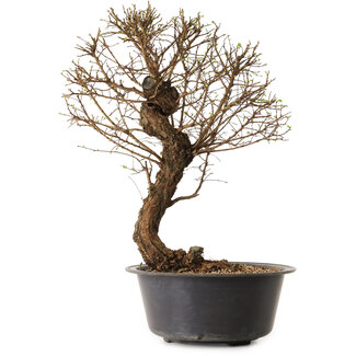 Ulmus parvifolia Nire, 48 cm, ± 12 ans