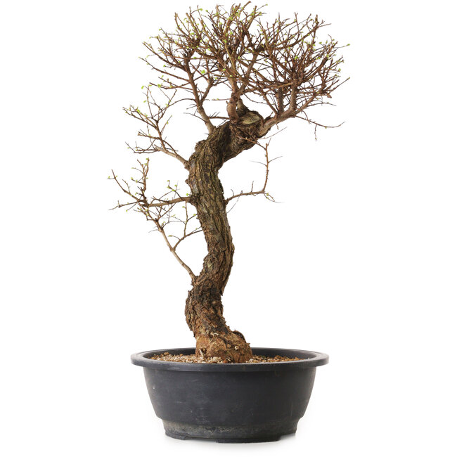 Ulmus parvifolia Nire, 48 cm, ± 12 años