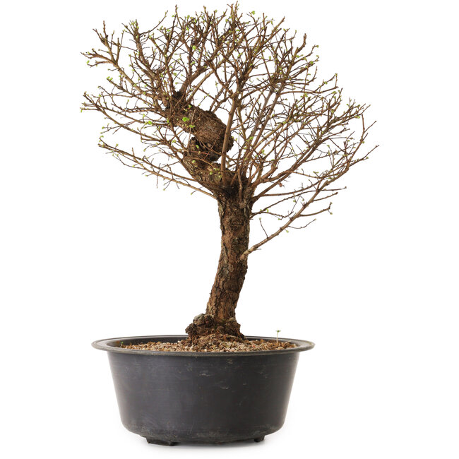 Ulmus parvifolia Nire, 48 cm, ± 12 years old
