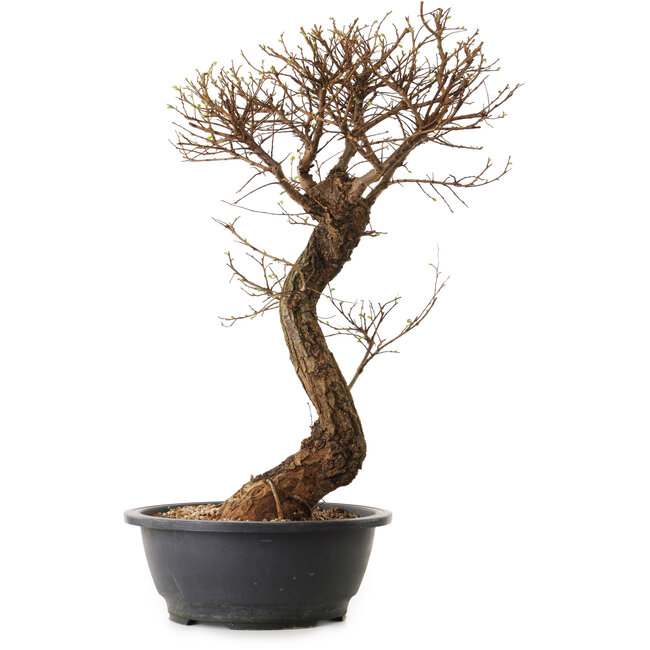 Ulmus parvifolia Nire, 48 cm, ± 12 Jahre alt