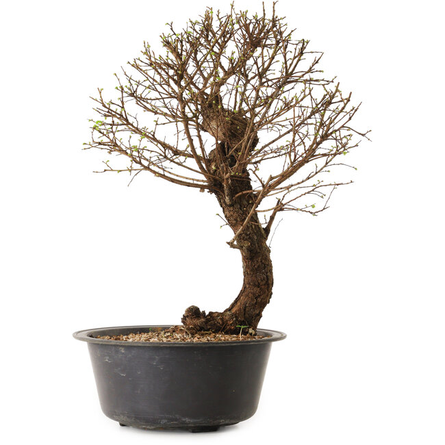 Ulmus parvifolia Nire, 48 cm, ± 12 jaar oud