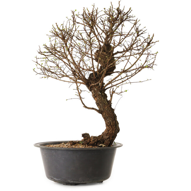 Ulmus parvifolia Nire, 48 cm, ± 12 anni