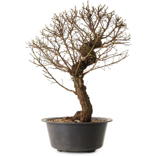 Ulmus parvifolia Nire, 48 cm, ± 12 years old
