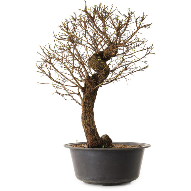 Ulmus parvifolia Nire, 48 cm, ± 12 years old