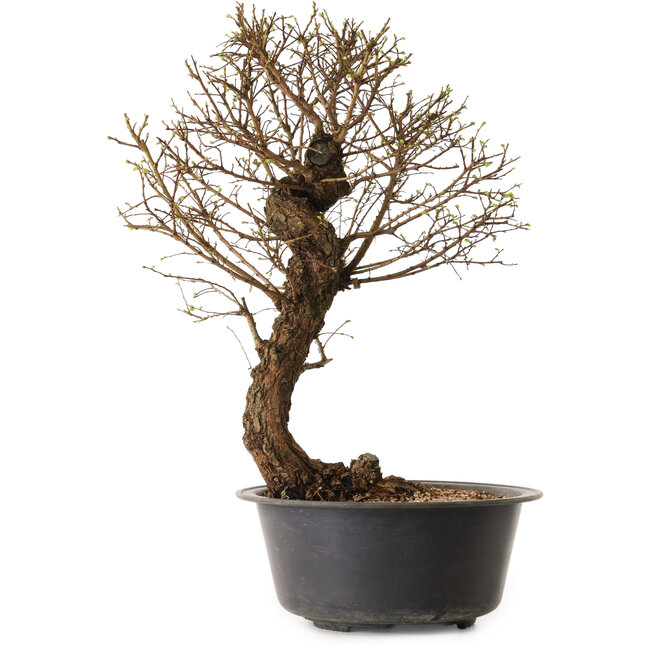 Ulmus parvifolia Nire, 48 cm, ± 12 anni