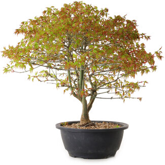 Acer palmatum Kiyohime, 29 cm, ± 8 anni
