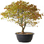 Acer palmatum Kiyohime, 29 cm, ± 8 anni